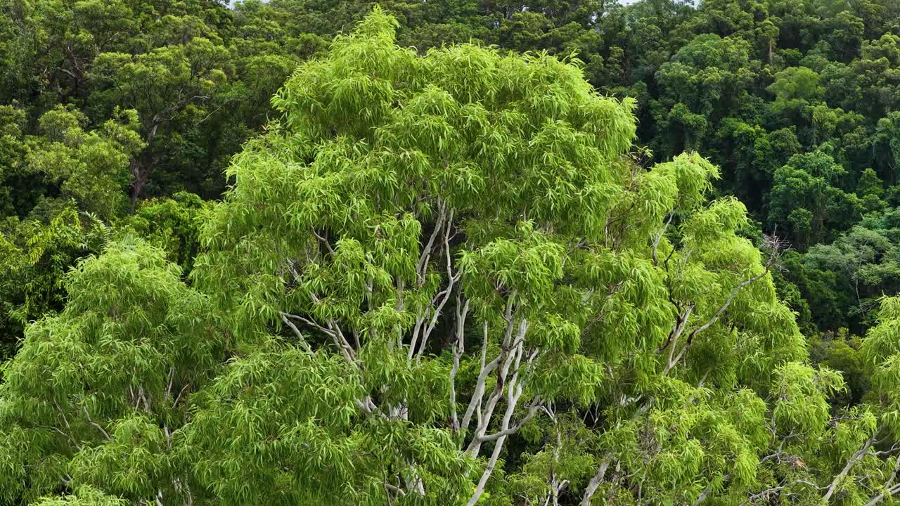 Aerial view of vibrant green rainforest canopy with dense foliage in Port Douglas, captured in natural daylight