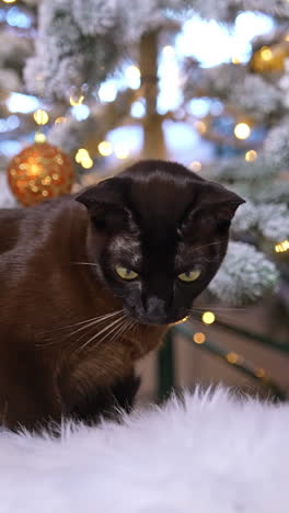 Playful kitty near christmas tree. Funny small attractive domestic cats. Vertical video