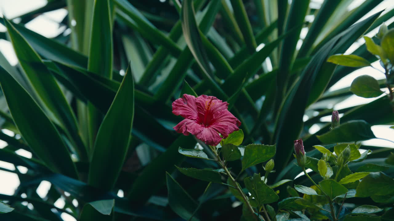 Primo piano di un vivace fiore di ibisco rosa circondato da ricche foglie tropicali verdi