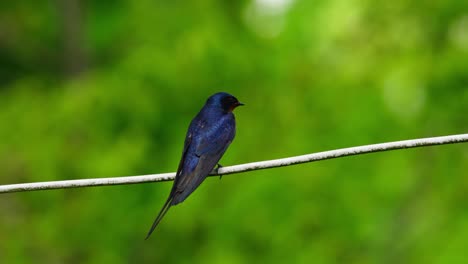 Swallow sits calmly on wire against blurred green leaves in early morning natural light, rearview taking off in flight