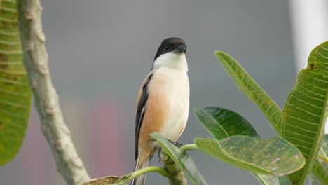 Extreme-Close-up-of-Long-tailed-Shrike-or-Rufous-backed-Shrike-or-Black-headed-Shrike-Perched