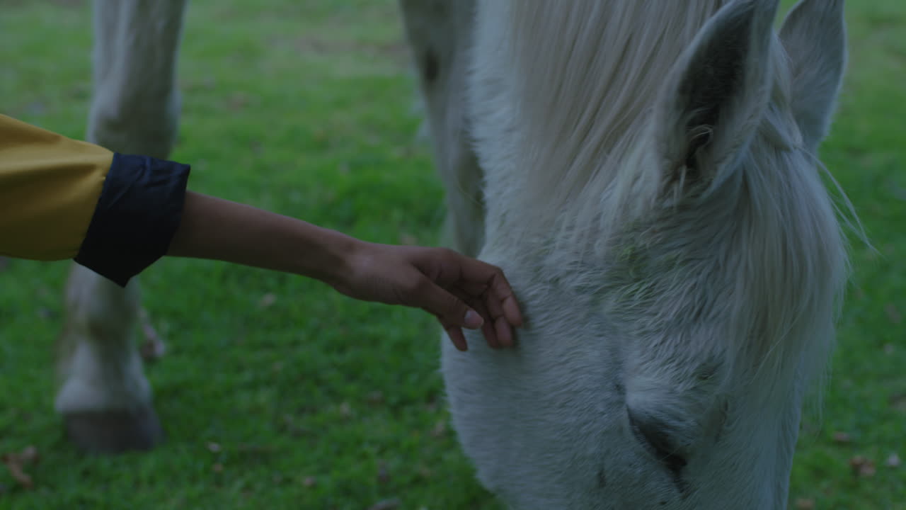 젊은 인도 여성이 말을  ⁇ 고 미소 짓고 유대감을 즐기고 말을 돌보는 애완동물 친구가 아름다운 시골 농장에서 애정을 나타 ⁇ 니다.