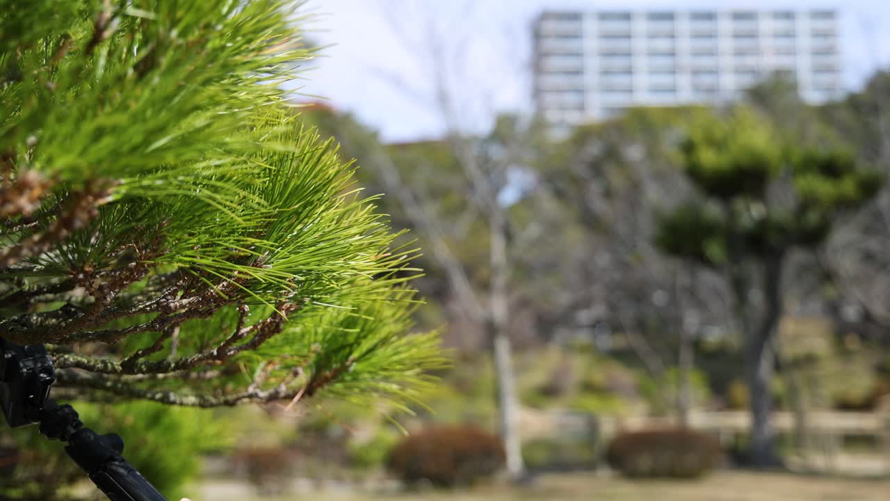 Green pine branch moving against a park backdrop