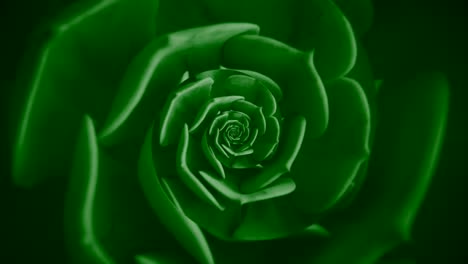 close-up of a green succulent