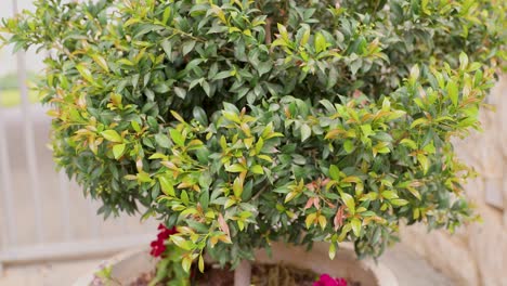 moving out from close-up of young green syzygium leaves
