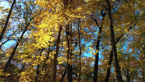 Colores-De-Otoño-A-Través-De-Las-Hojas-Del-Bosque-Por-Senderos-Para-Caminatas