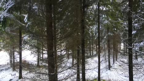 Buscando-Gente-En-El-Bosque-En-Invierno