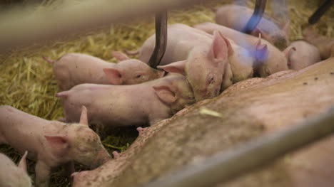 Schweine-In-Der-Tierhaltung-Schweinehaltung-Jungferkel-Im-Stall-60