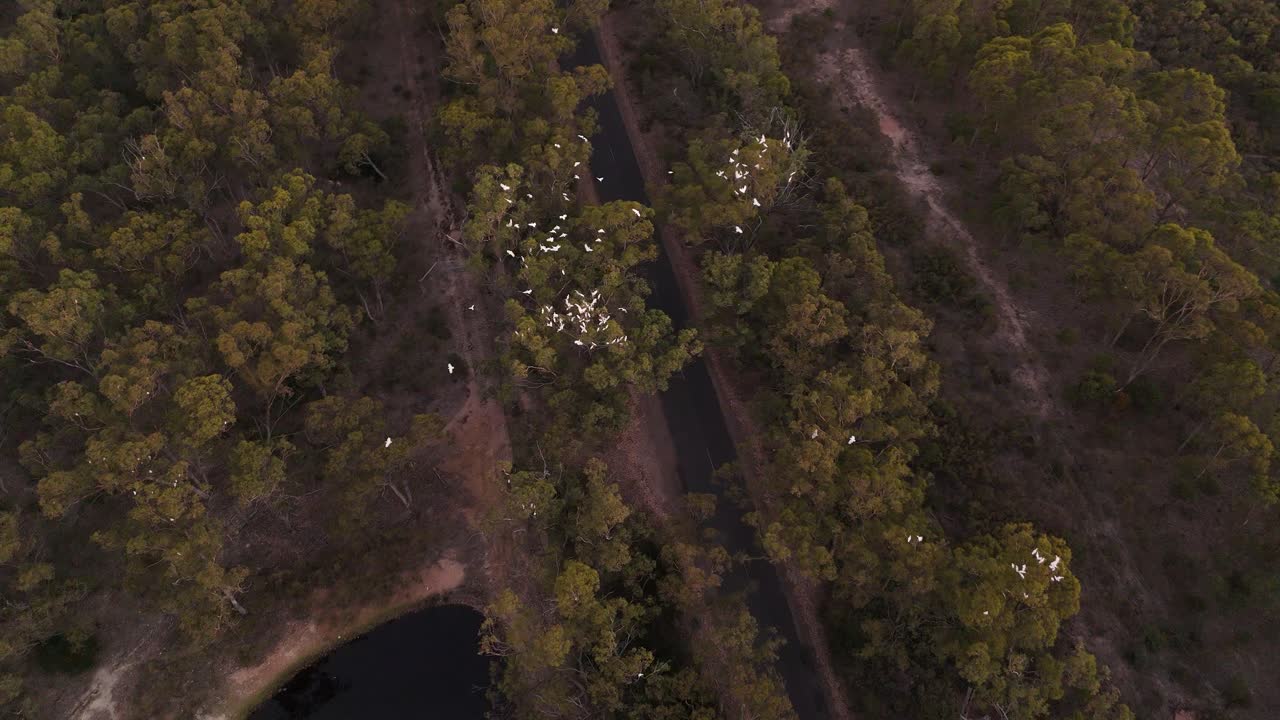 Aerial View of a Large Flock of White Birds Flying Over a Forest Road and Pond