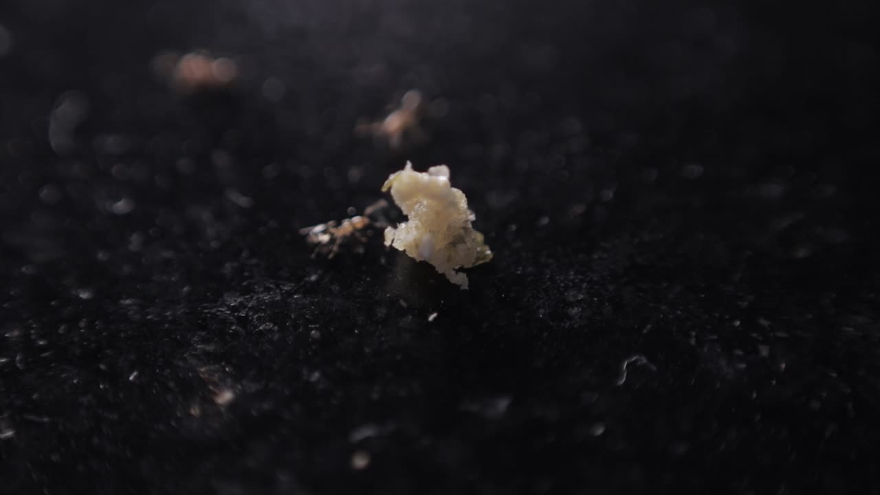 hormigas en miniatura mordiendo por turnos pequeños trozos de pan en el suelo negro carbón, 4k