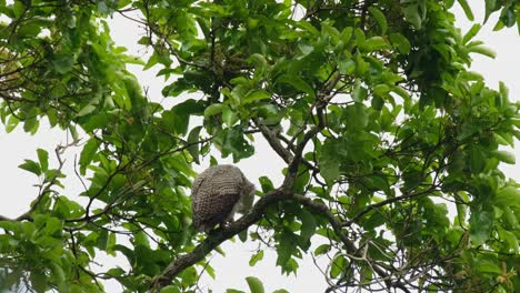 Super-busy-preening-its-front-feathers-as-seen-from-its-back-during-a-windy-day,-Spot-bellied-Eagle-owl-Bubo-nipalensis,-Kaeng-Krachan-National-Park,-Thailand