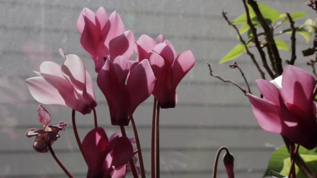 cerca de una planta de prímula en el alféizar de una ventana