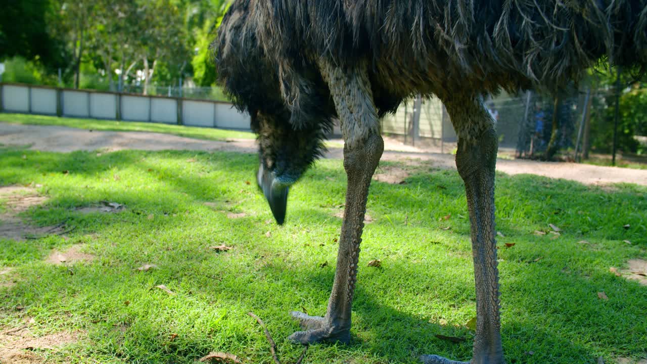 Emu che si nutre sull'erba verde nel Santuario dei koala di Lone Pine nel Queensland, Australia