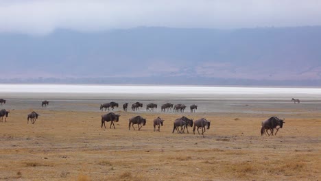 wildebeest migrate across the plains of the serengeti tanzania africa on safari during migration season 2