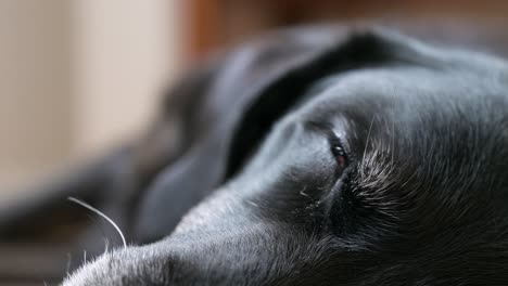 a focused view of a senior black dog's eyes while it naps on the floor