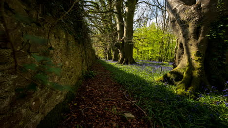 Lapso-De-Tiempo-Del-Bosque-De-Campanillas-Durante-La-Primavera-En-El-Parque-Natural-De-Irlanda