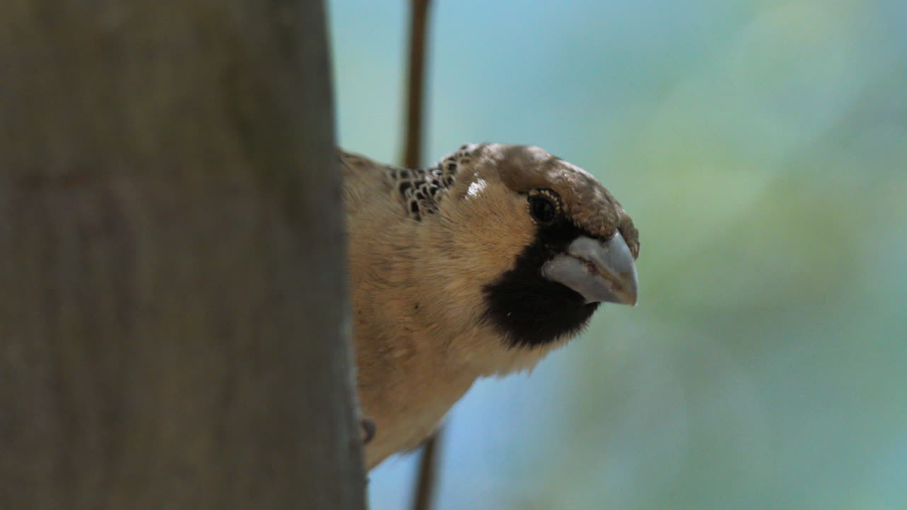 retrato de tejedor sociable aferrado a un tronco de árbol, vuela lejos, toma de primer plano