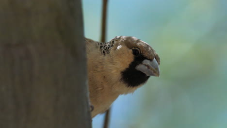 retrato de tejedor sociable aferrado a un tronco de árbol, vuela lejos, toma de primer plano