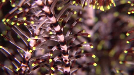 White-featherstar-super-close-up-macro-shot