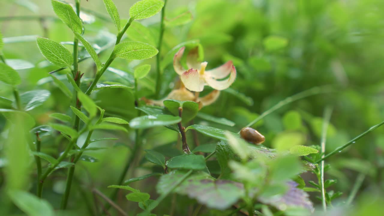 Close Up Of A Person's Hand Picking Fresh Cloudberries in Norway