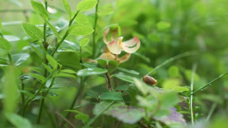 Close-Up-Of-A-Person's-Hand-Picking-Fresh-Cloudberries-in-Norway