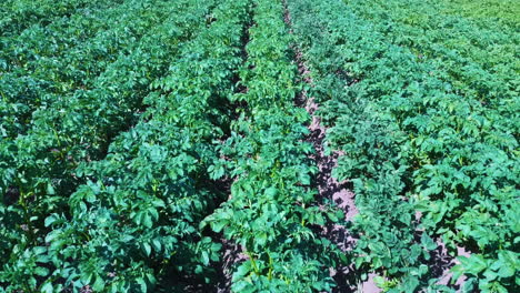 potato field aerial view