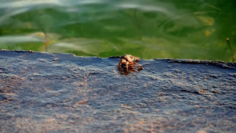 Seekrabbe,-Die-Auf-Betonufer-Geht-Und-Wellen-Plätschert