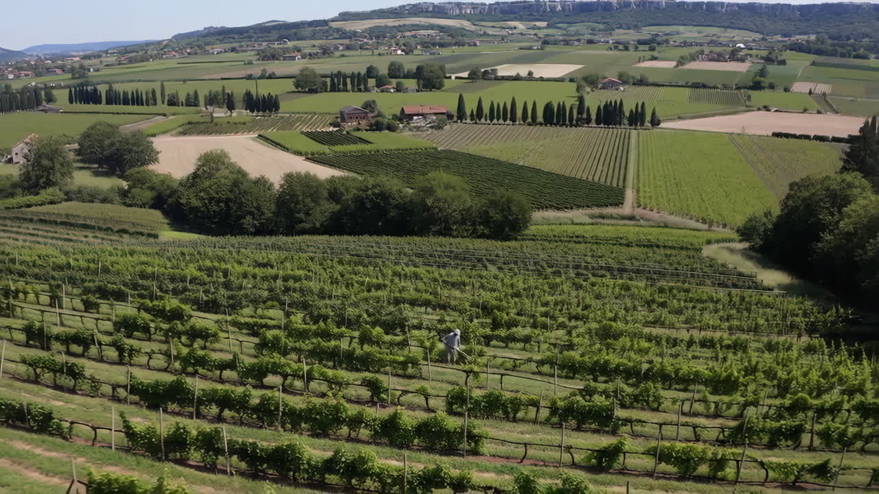 Vista panoramica di un lussureggiante paesaggio viticolo con un lavoratore