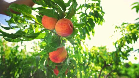 big juicy peaches on the tree. fabulous orchard. fruits ripen in the sun