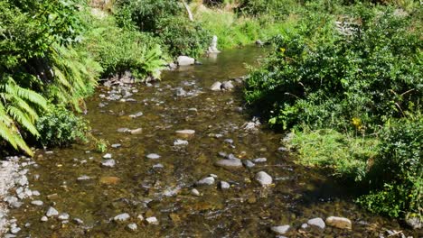 close up shot of beautiful idyllic flowing river surrounded by fern plants during summer day in whirinaki forest, northland, nz