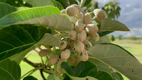 a close up of pistachios hanging from its tree branch