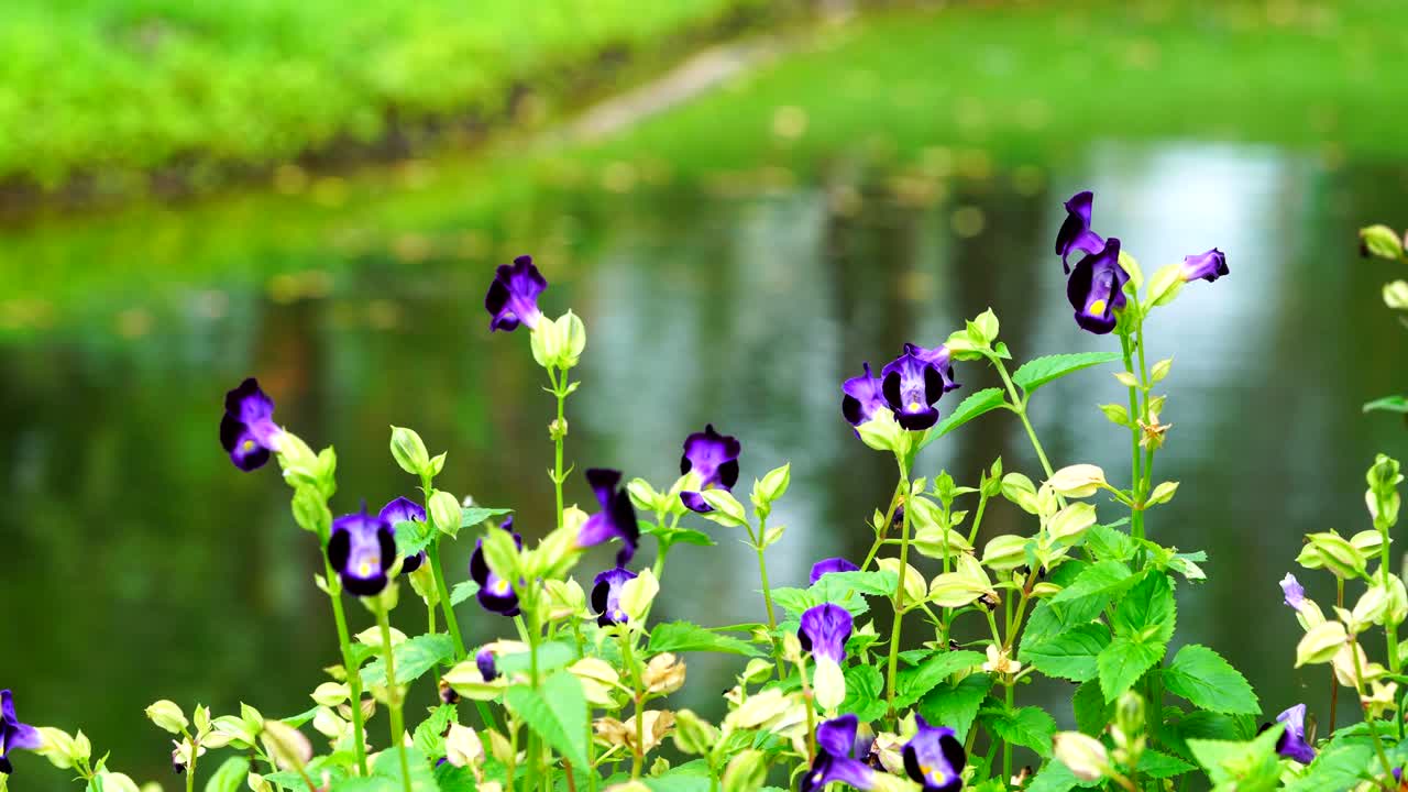 Closeup nature purple flower along lake