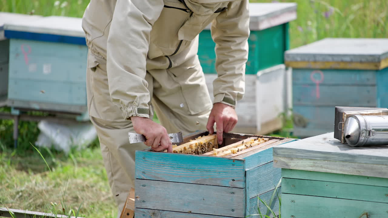 Mature bee farmer pulls the frame with bees from a hive. Beekeeper turning the frame in hands checking it. Blurred nature backdrop.