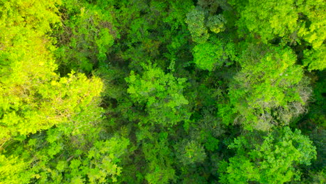 Rising-and-rotating-image-of-magnificent-green-jungle