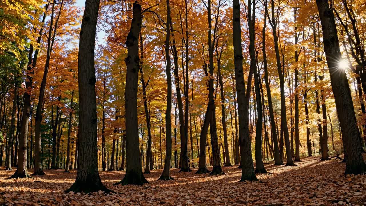 Wide-angle video captures a serene autumn forest scene, with tall trees and a carpet of fallen