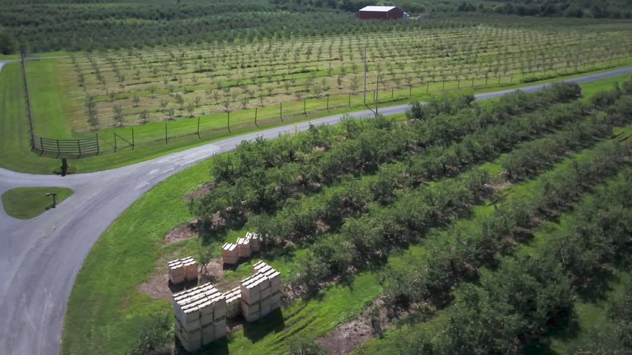 vista aérea de un huerto de manzanas