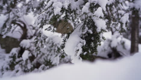 pan shot in winter in front of a pine tree covered in snow