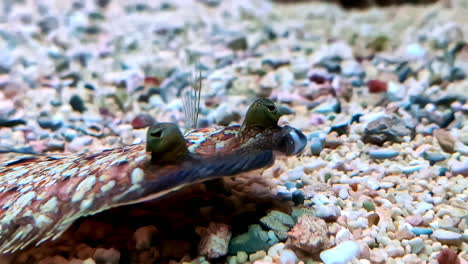 a camouflaged fish blends into the rocky seabed with vibrant textures and unique eyes