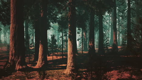 sunlight filtering through the canopy of a tall redwood forest