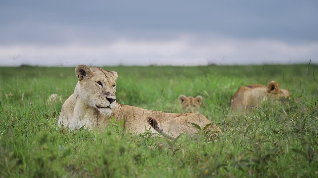 leeuwen onder regenseizoen stormachtige lucht in serengeti national park in tanzania in afrika, trots van leeuwen met dramatische wolken in een storm in het moessonseizoen op afrikaanse dieren wildlife safari