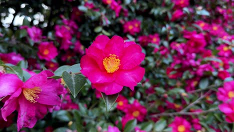 una vibrante flor de camelia rosa en foco rodeada de exuberantes flores en los jardines de hama rikyu