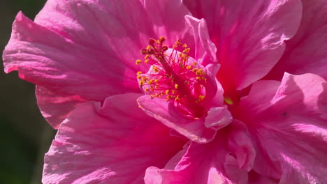 close-up of a pink hibiscus flower