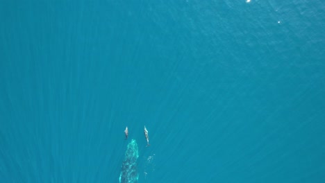 Vista-Aérea-De-Ballenas-Jorobadas-Nadando-Con-Delfines-De-Ternero-Y-Nariz-De-Botella-En-Queensland,-Australia