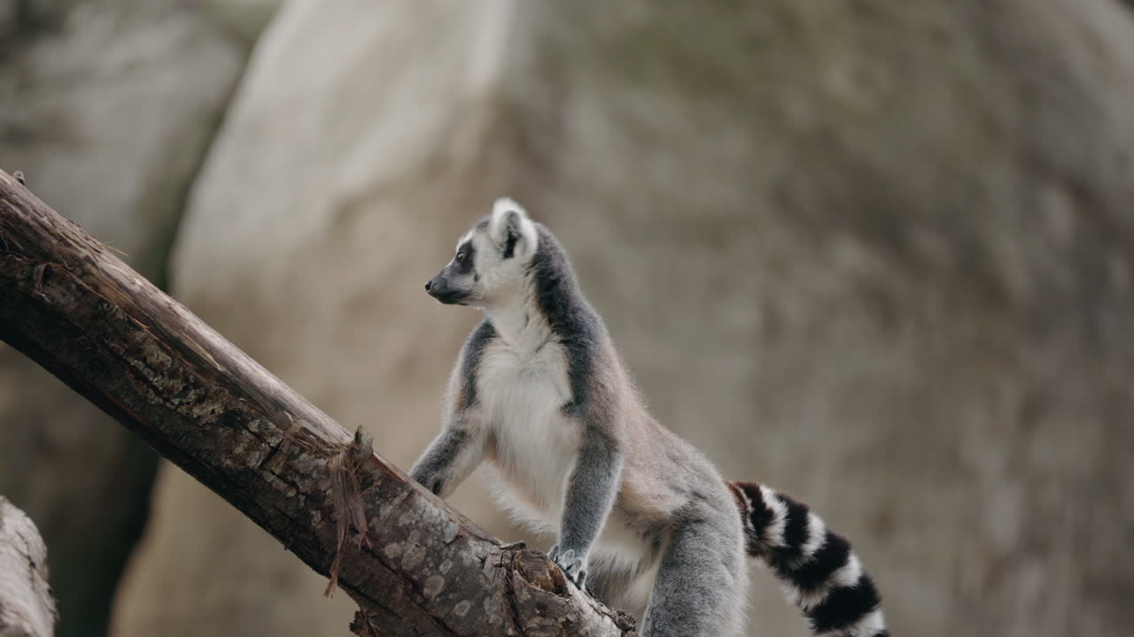 Lemur on a branch