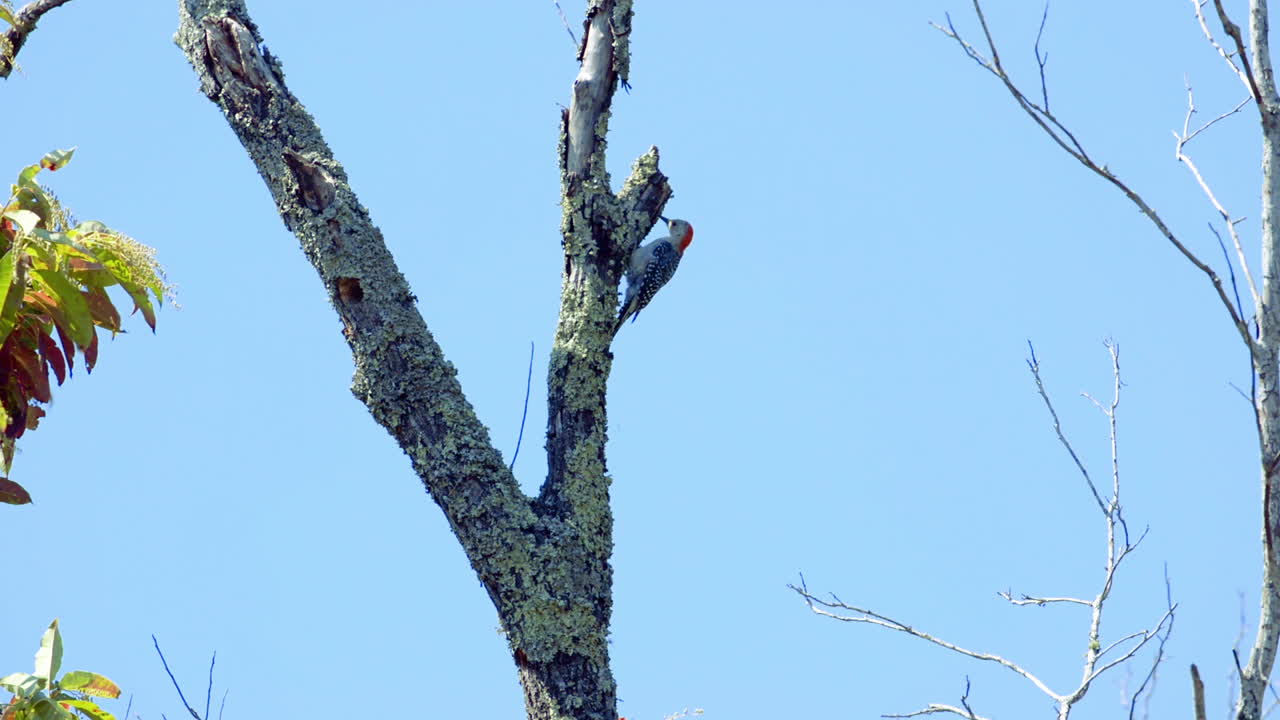 나무 줄기와 가지에 붉은 배 딱따구리