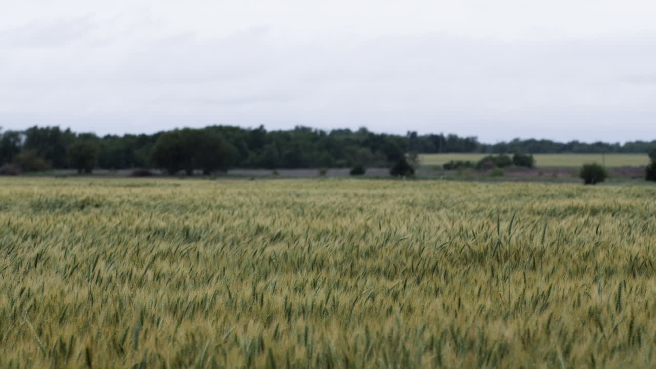Wheat field, landscape, Kansas, background, grass, green, farm, farming, farmer, grow, growing, harvest, midwest, organic