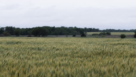 Campo-De-Trigo,-Paisajes,-Kansas,-Fondo,-Hierba,-Verdes,-Granjas,-Agricultura,-Granjero,-Crecer,-Creciente,-Cosecha,-Medio-Oeste,-Orgánico