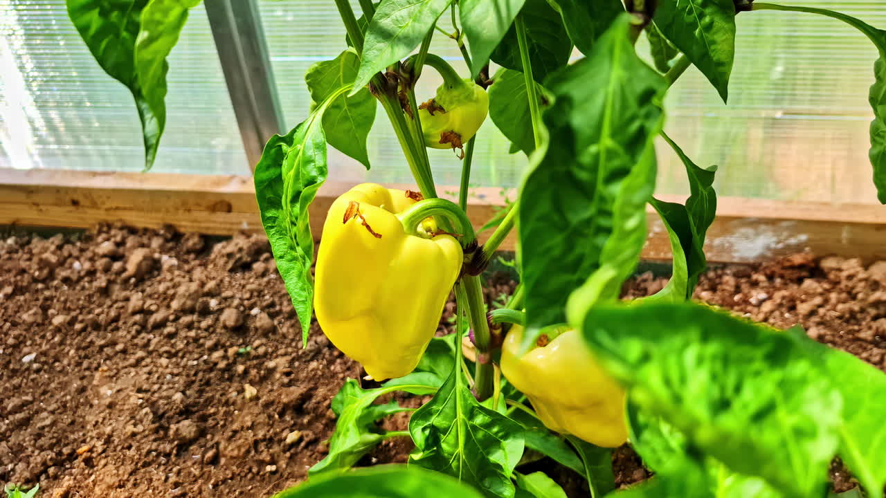 Fresh yellow peppers ripen on the plant inside a greenhouse in a private garden