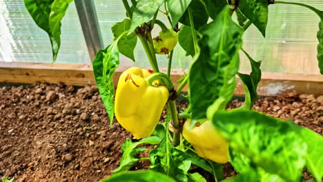 fresh yellow peppers ripen on the plant inside a greenhouse in a private garden