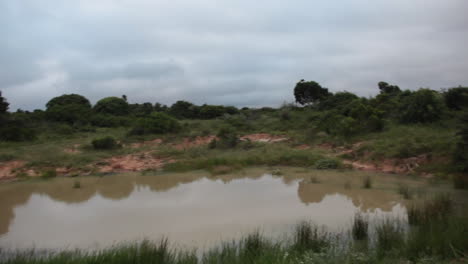 Young-lion-cubs,-Panthera-leo-play-with-each-other-around-the-edge-of-a-waterhole-at-Kariega-private-game-reserve-in-the-Eastern-Cape-region-of-South-Africa